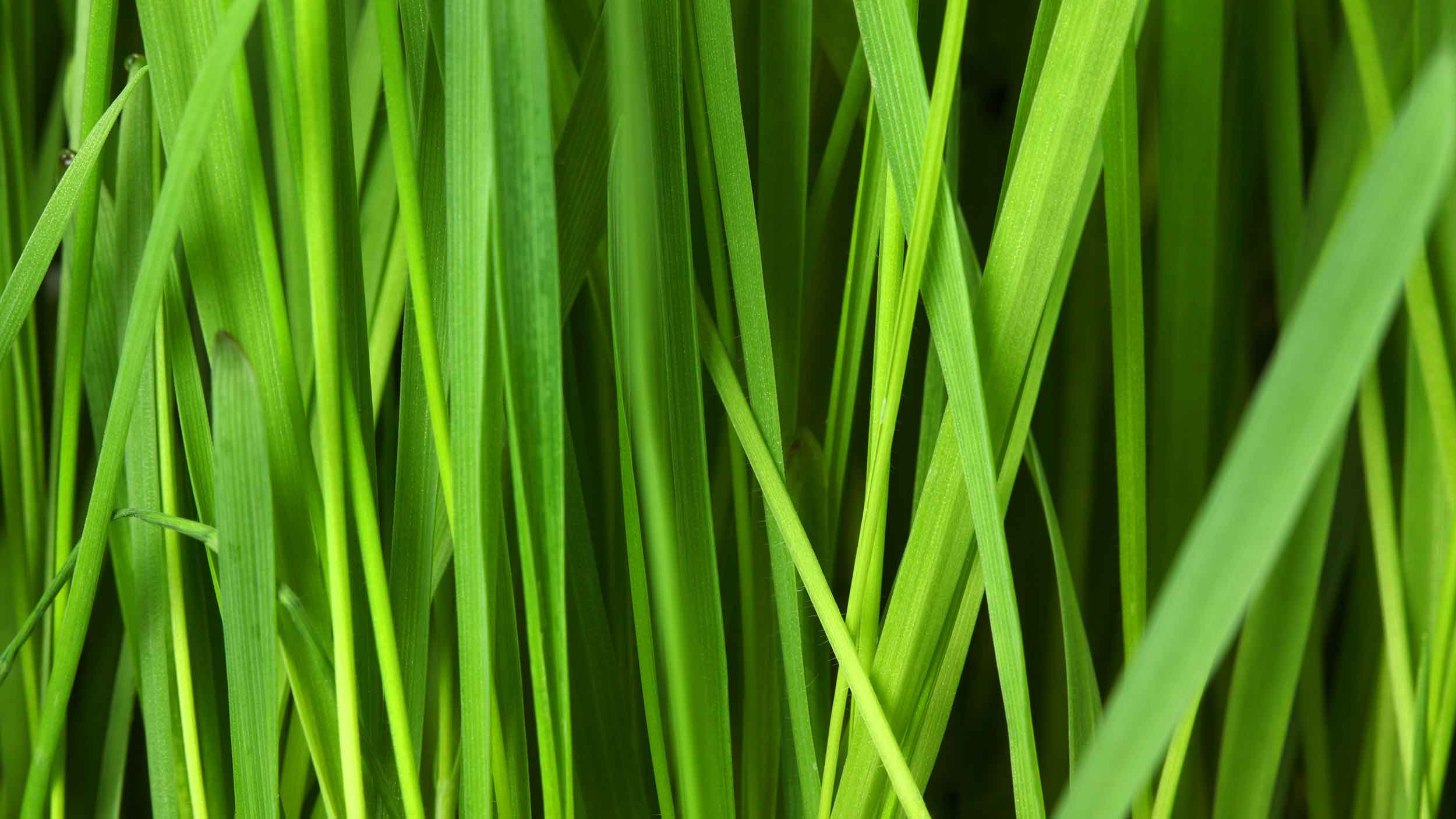 grass