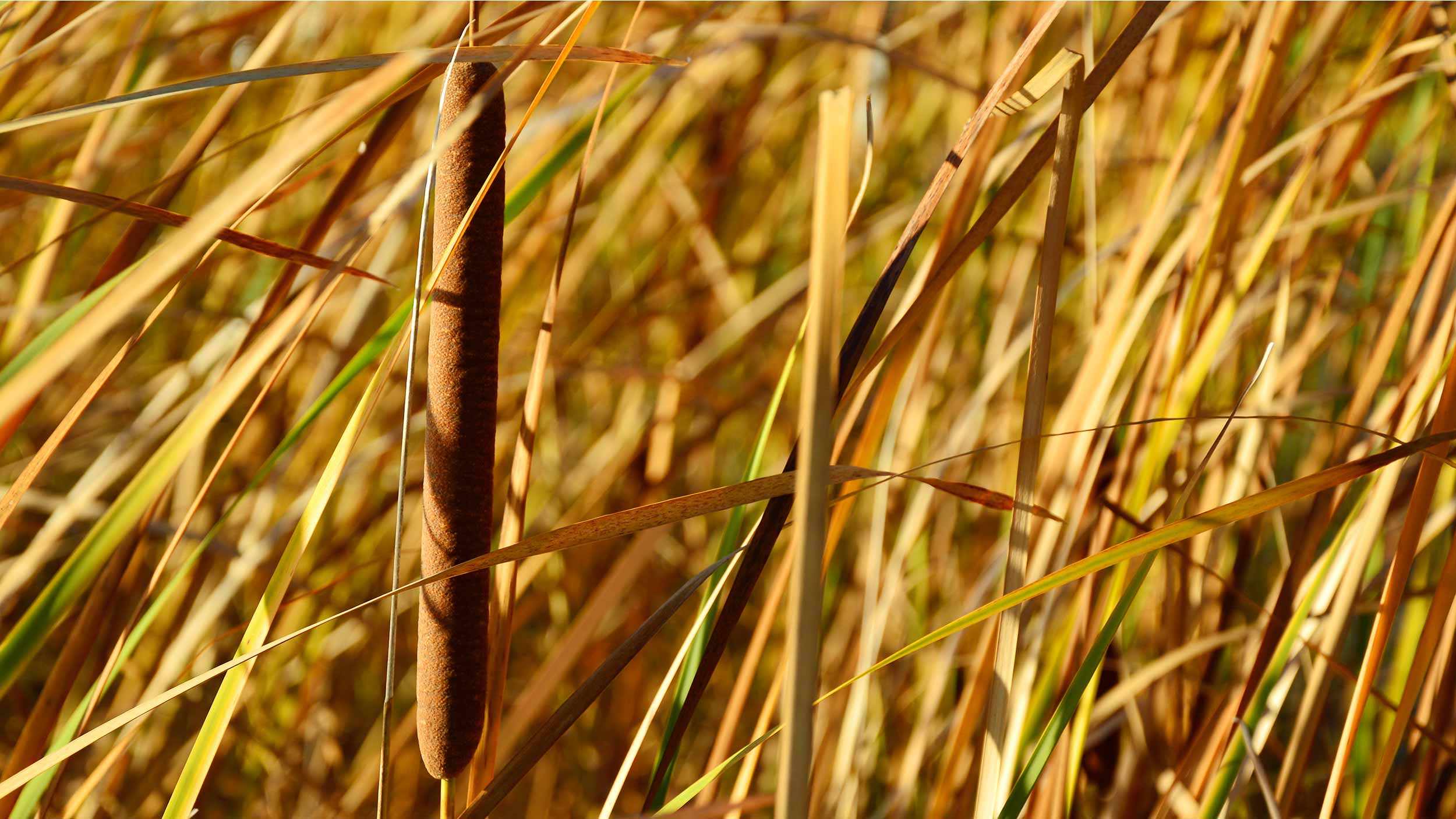 reeds