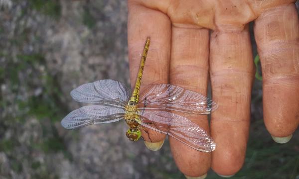 Cranleigh Brick and Tile Works, Ecology, Ruddy Darter, Translocation, Summer, Rural Arisings
