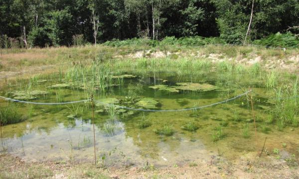 Cranleigh Brick and Tile Works, Ecology, Pond, Translocation, Summer, GCN, Rural Arisings
