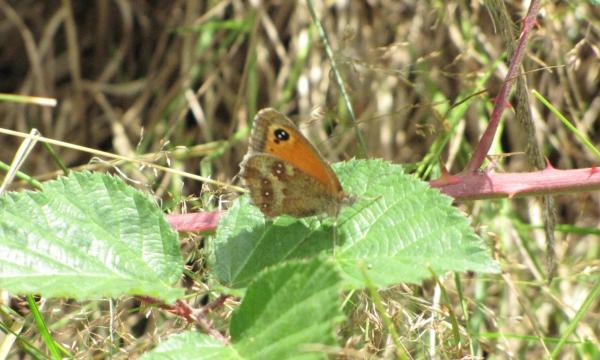 Cranleigh Brick and Tile Works, Ecology, Butterfly, Translocation, Summer, Rural Arisings