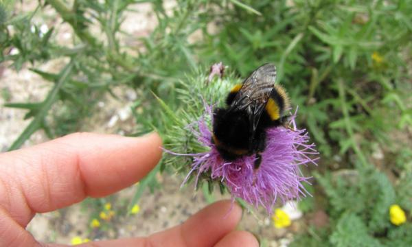 Cranleigh Brick and Tile Works, Ecology, Bumblebee, Translocation, Summer, Rural Arisings