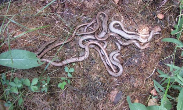 Cranleigh Brick and Tile Works, Ecology, Slow Worm, Summer, Translocation, Rural Arisings