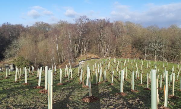 First Woodland Area