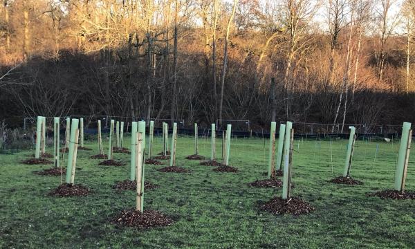 First Woodland Area