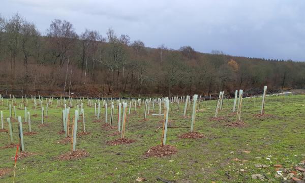 First Woodland Area