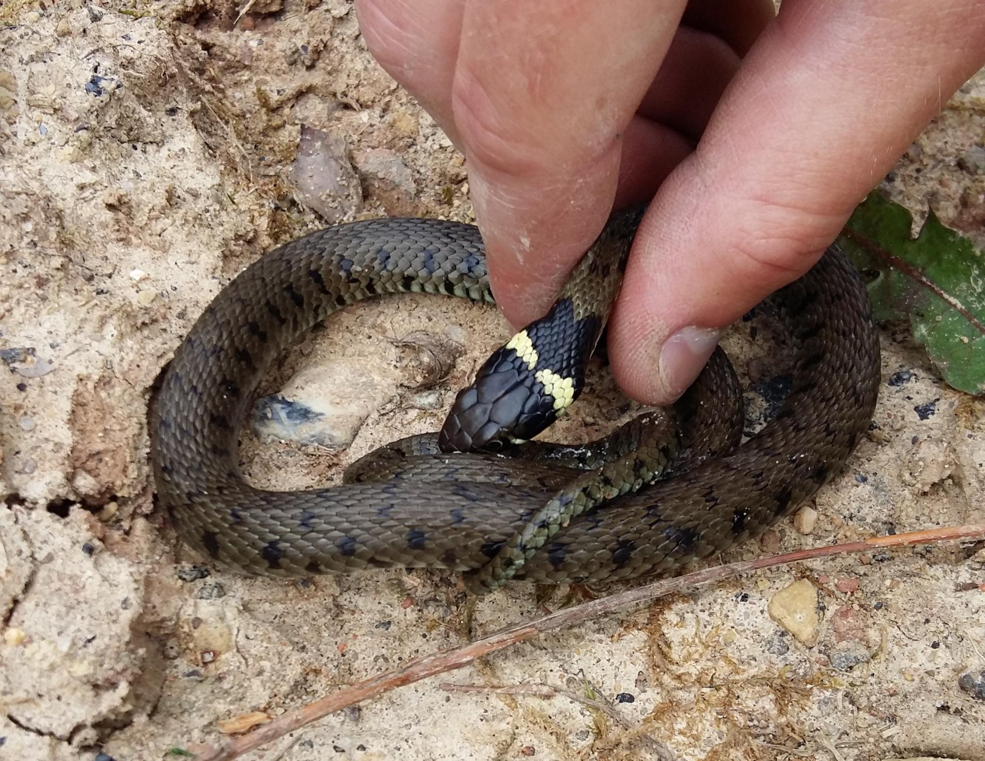 A grass snake safely located in the receptor habitat area