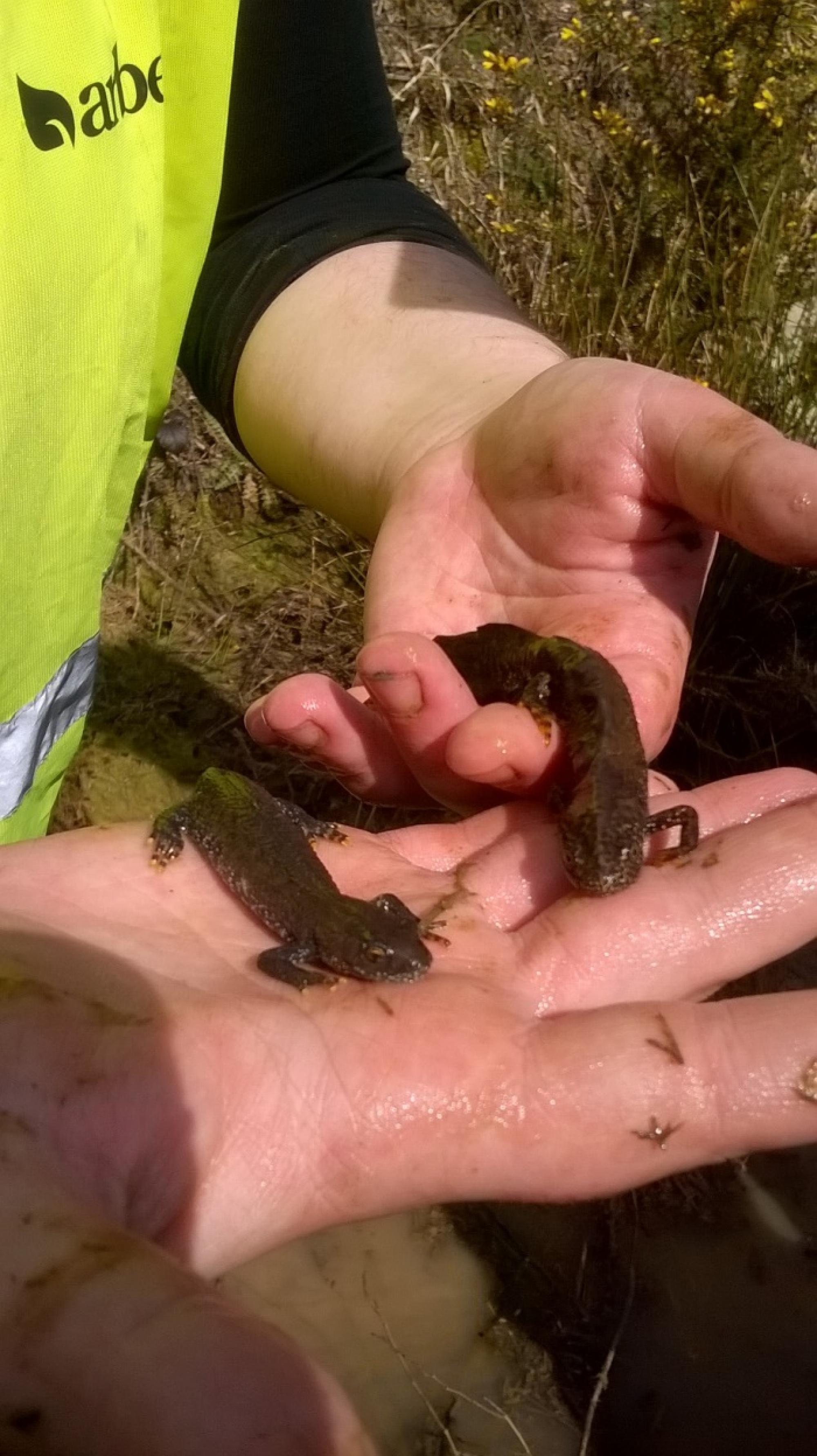 Simply the crest – Male and female Great Crested Newts