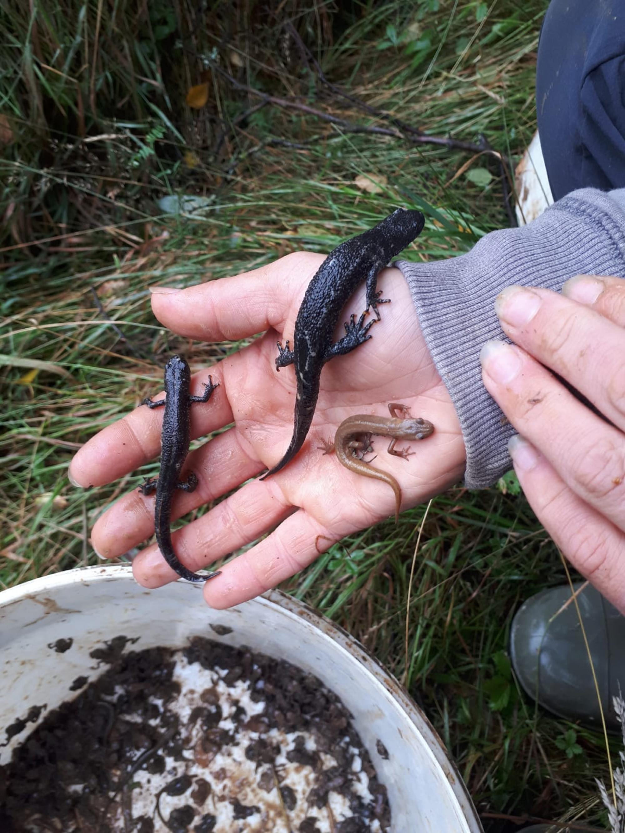 Juvenile Great Crested Newt, Adult Great Crested Newt, Adult Palmate Newt