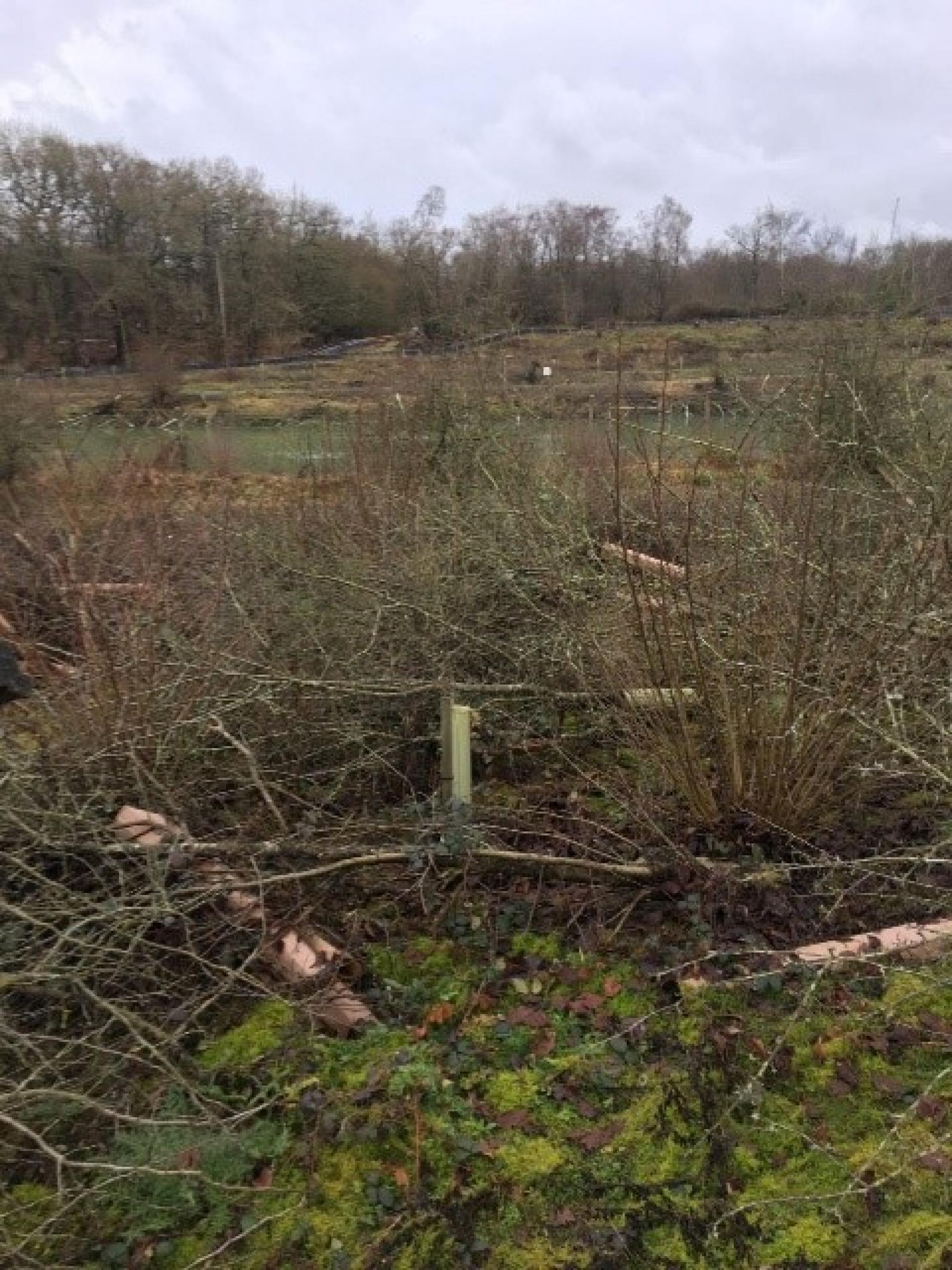 Before Cranleigh Brick and Tile Works, Ecology, Trees, Rural Arisings