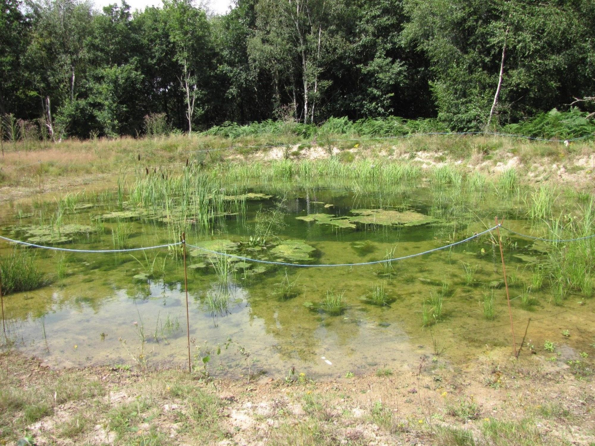 Translocation Pond Second Summer Season Cranleigh Brick and Tile Works, Ecology, Pond, Translocation, Summer, GCN, Rural Arisings