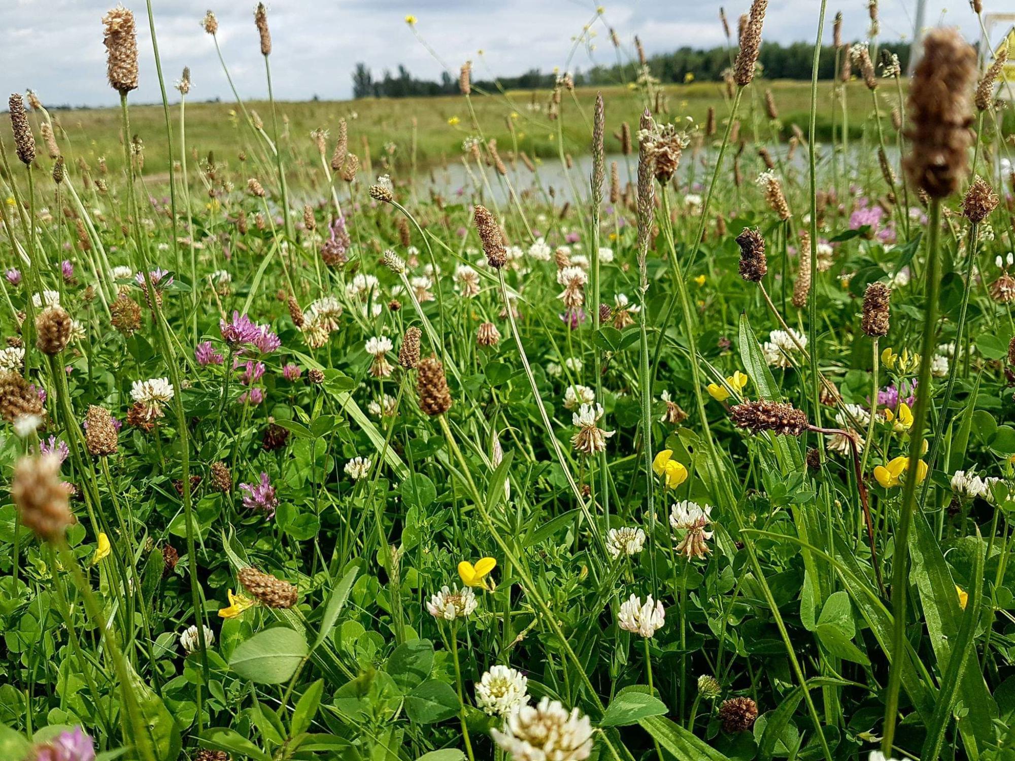 Belhus Country Park new habitat