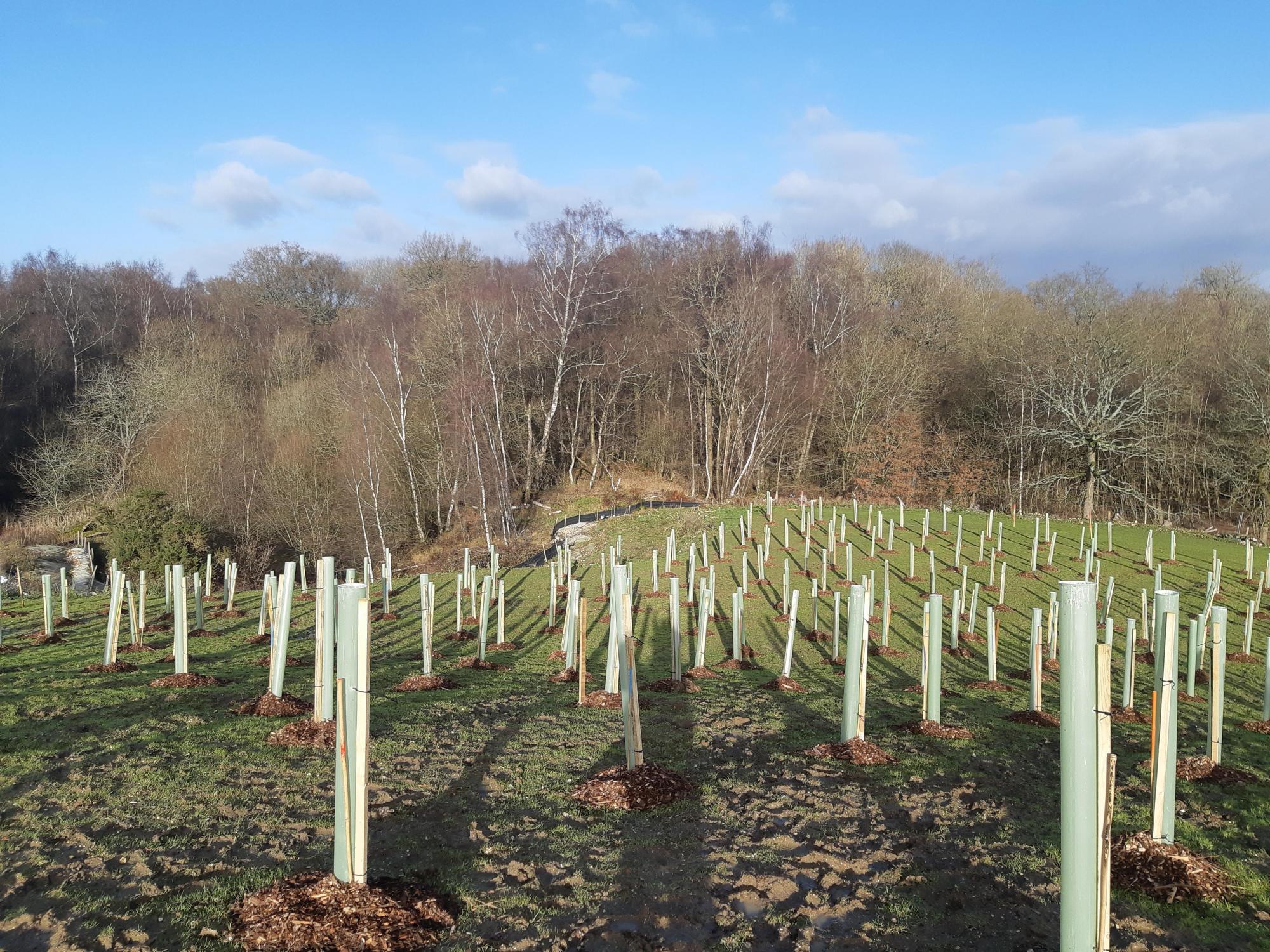 First Woodland Area