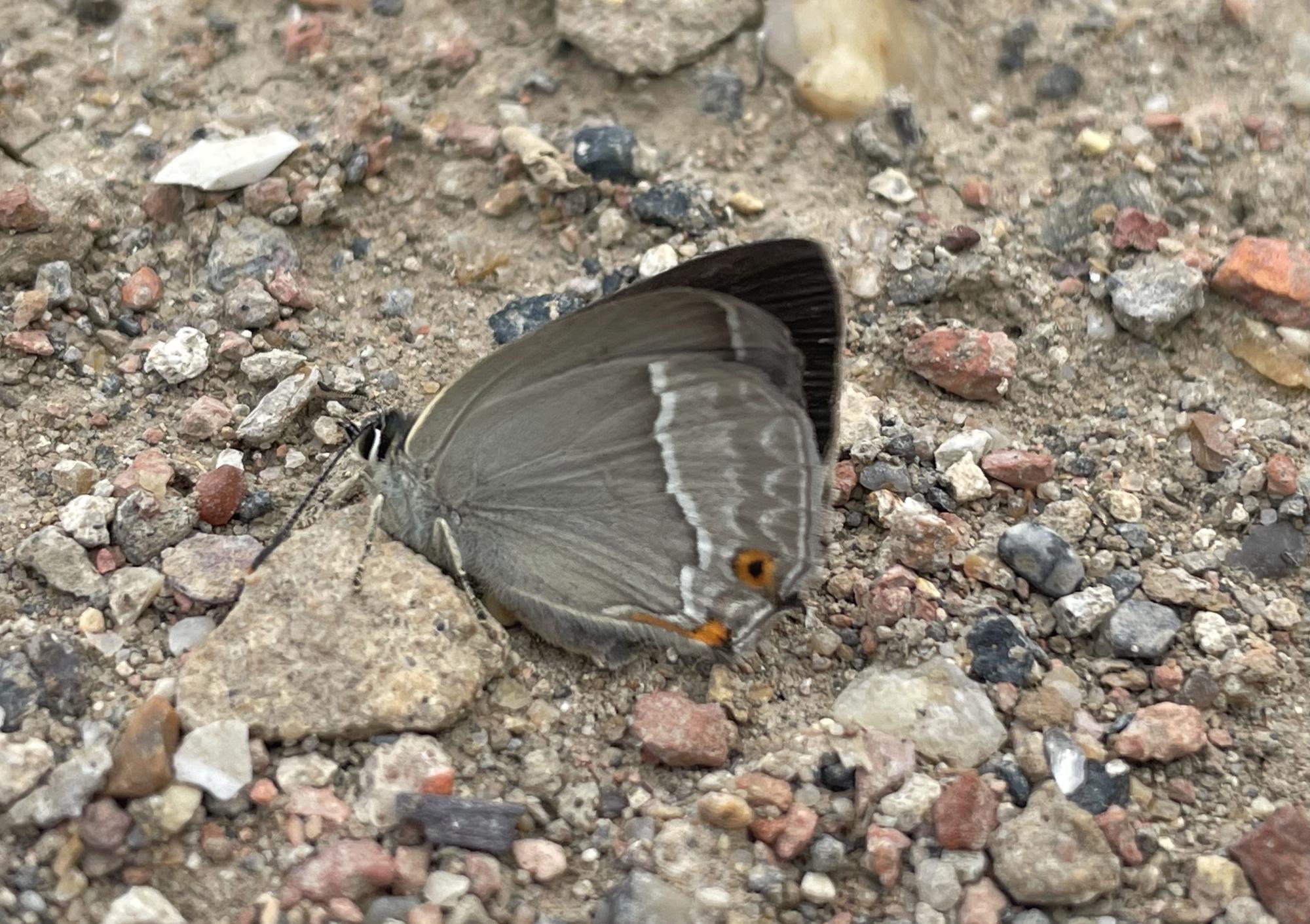 Purple Hairstreak